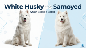 White Siberian Husky puppy with blue eyes https://Treadmillxpert.com