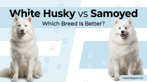White Siberian Husky puppy with blue eyes https://Treadmillxpert.com