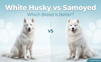 White Husky vs Samoyed dog comparison with fluffy white puppies – Treadmillxpert.com