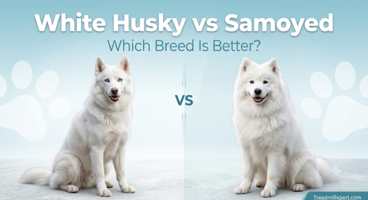 White Husky vs Samoyed dog comparison with fluffy white puppies – Treadmillxpert.com